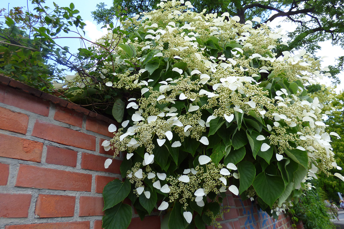 Hortenzia popínavá