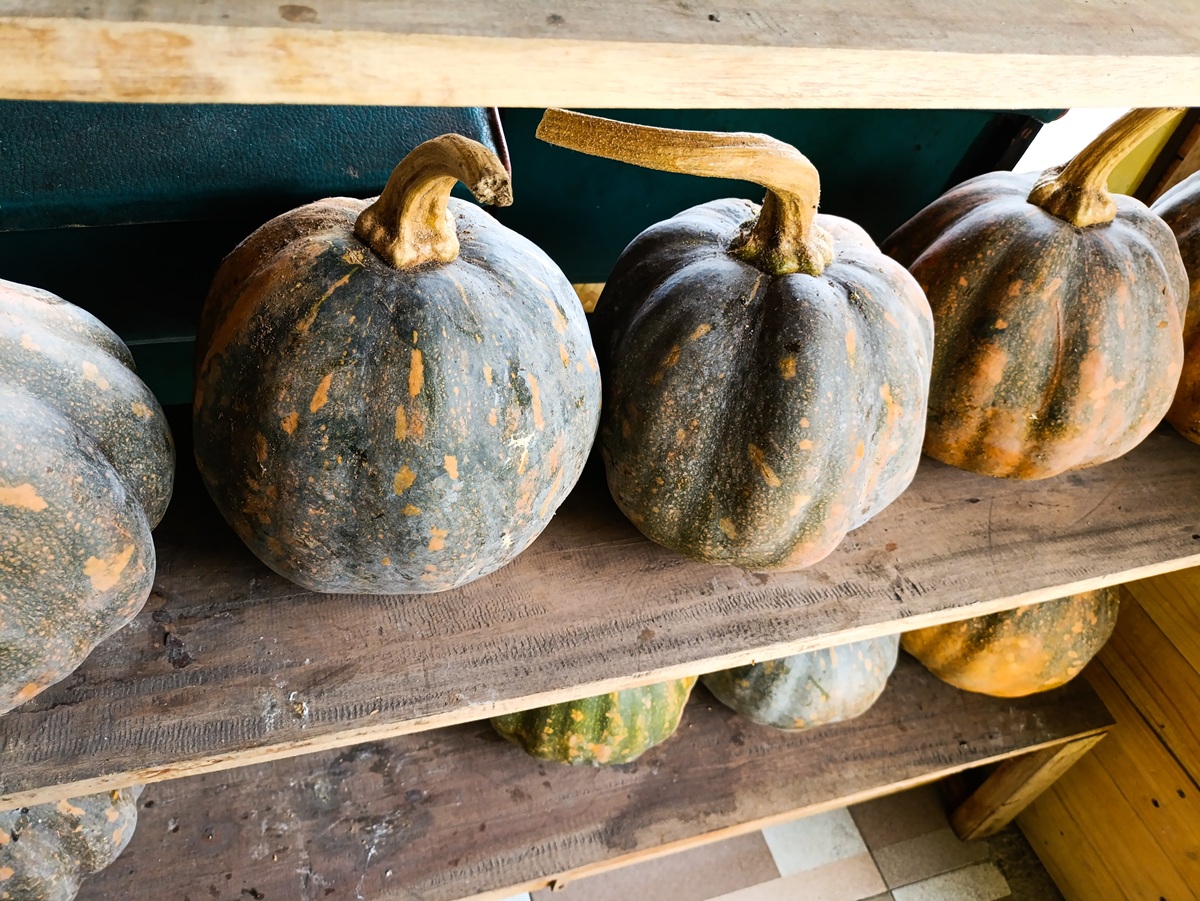 Хранение тыквы на полке в подвале
