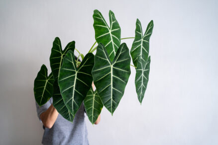 Alocasia 'Frydek'