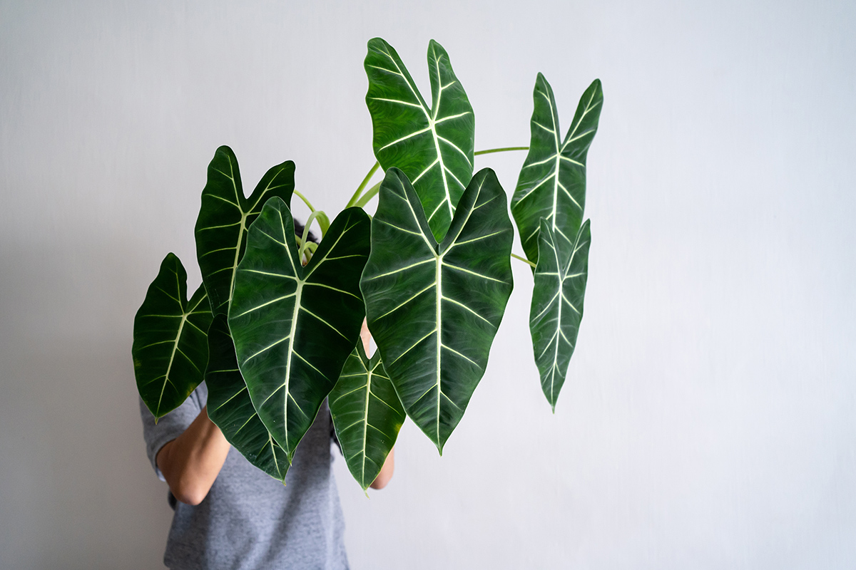 Alocasia 'Frydek'