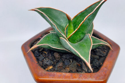 Sansevieria ehrenbergii 'Samurai'