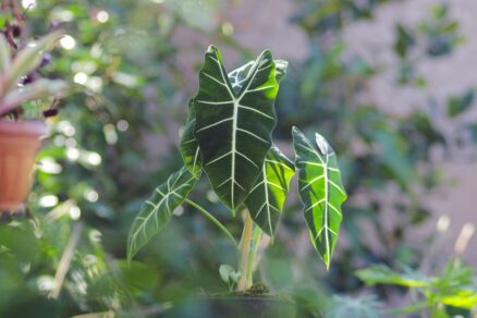 Alocasia 'Frydek'