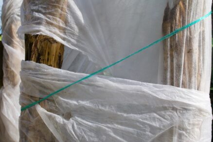 Zazimovanie banánovníka