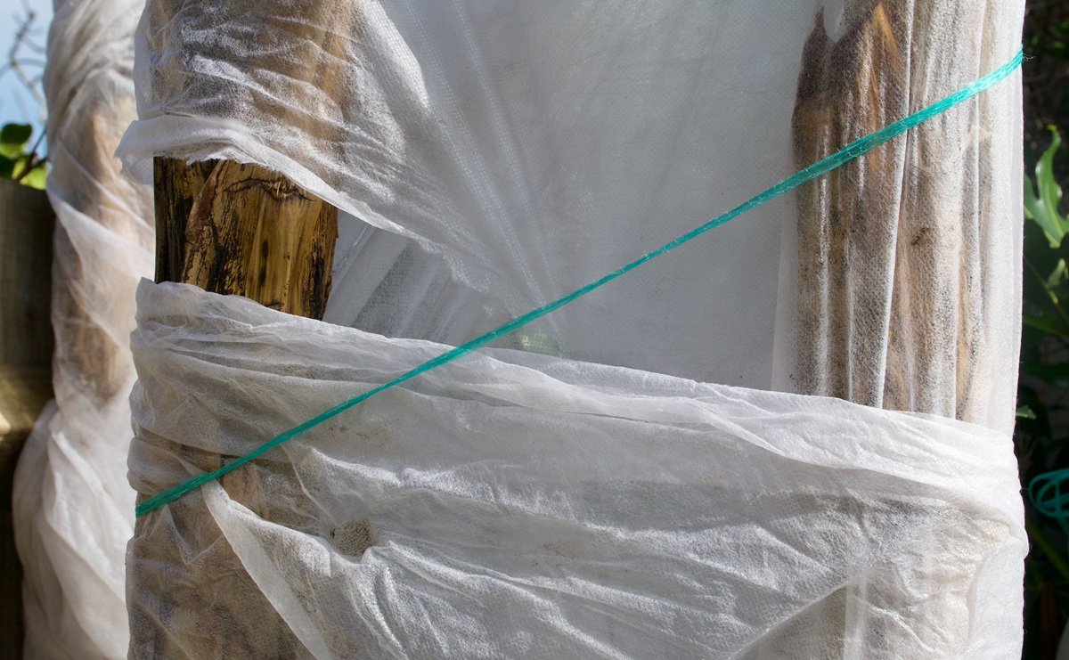 Zazimovanie banánovníka