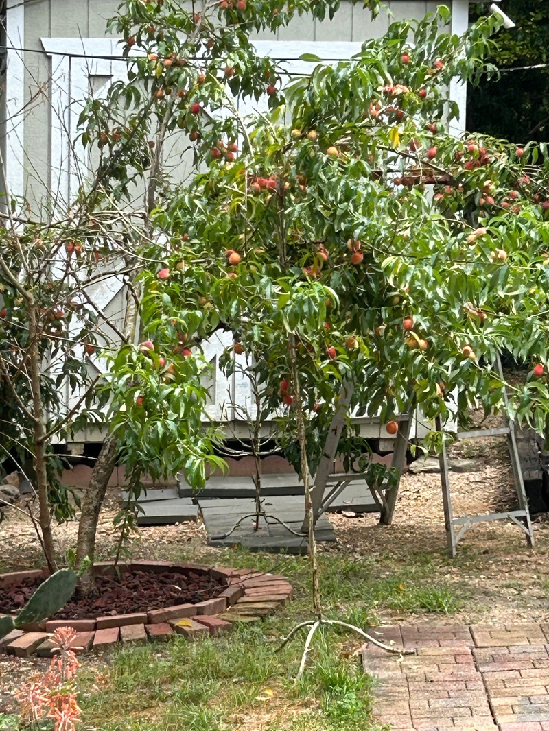 Malý strom broskyne v záhrade