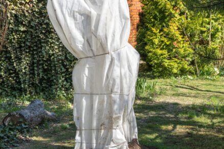 Zazimovanie figovníka