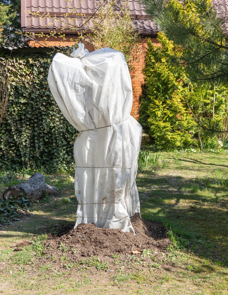 Zazimovanie figovníka