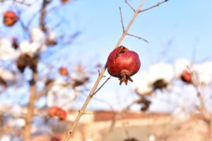 Zvládnu to bez ujmy? Ako ochrániť kivi, figu či granátovník, aby prežili zimu v našich podmienkach