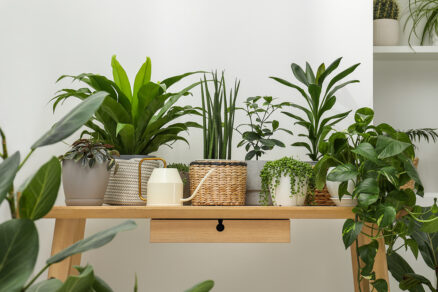 Izbové rastliny na stole