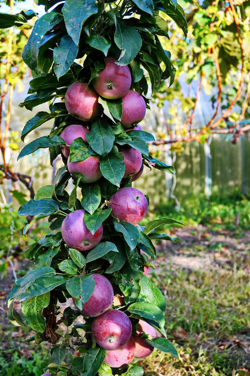 Jabloň do malej záhrady