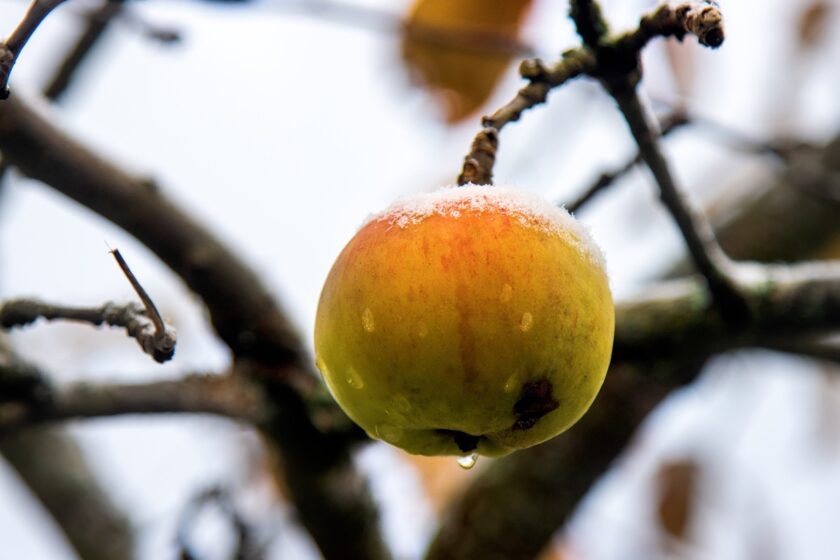 Jabloň v zime