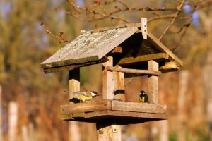 Chcete v zime pomôcť vtáčikom vo vašej záhrade? Pri ich kŕmení dodržte tieto zásady!