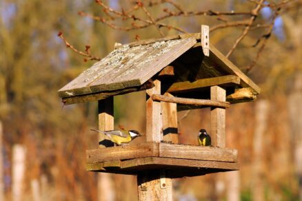 Kŕmidlo pre vtákov v záhrade