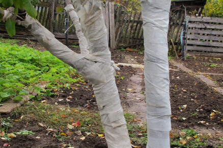 Starostlivosť o ovocné stromy pred zimou