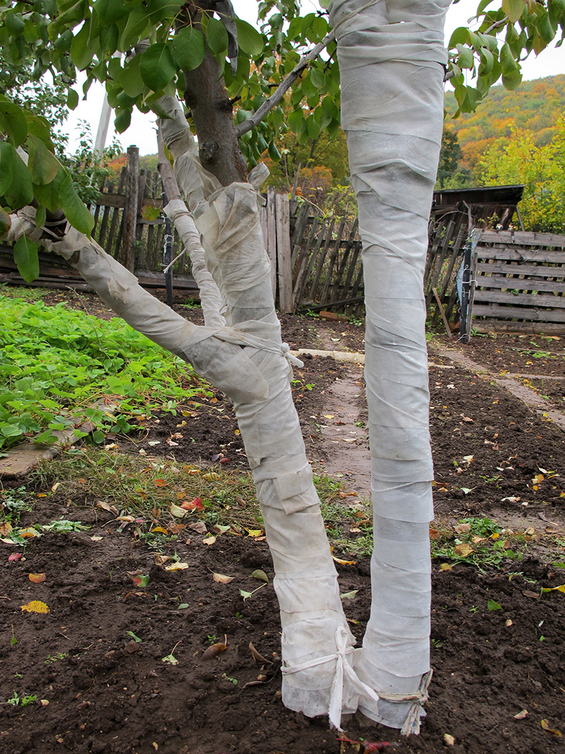 Starostlivosť o ovocné stromy pred zimou