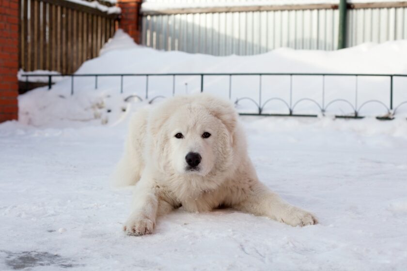 Veľký pes v zime na dvore