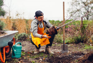 Ovocné stromy, ktoré sa zmestia aj do malej záhrady? Vyberajte z týchto podpníkov