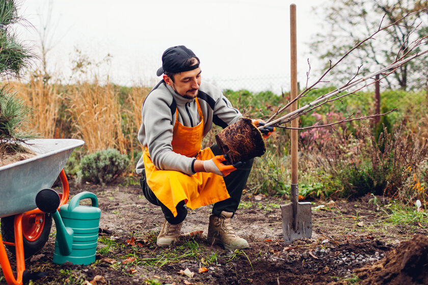 Sadenie stromčekov na jeseň