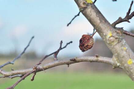 Starostlivosť o ovocné stromy pred zimou