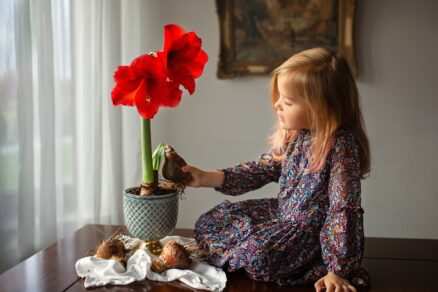 Amarylka v kvetináči