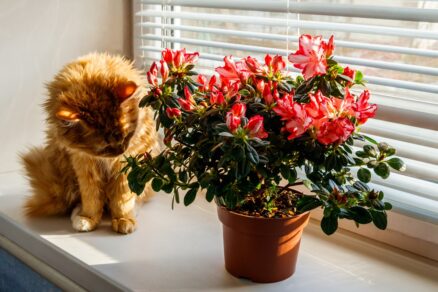 Azalka na parapete v kvetináči