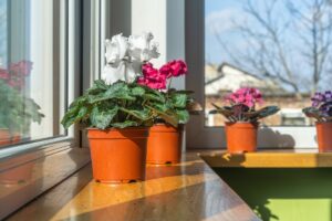 Krása, farby a vôňa aj počas chladných dní? Tieto rastliny vám rozkvitnú v zime