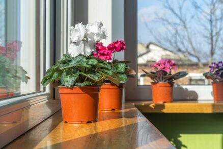 Cyklamény v kvetináči