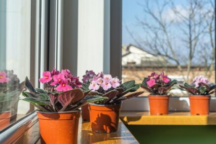 Cyklamény v kvetináči
