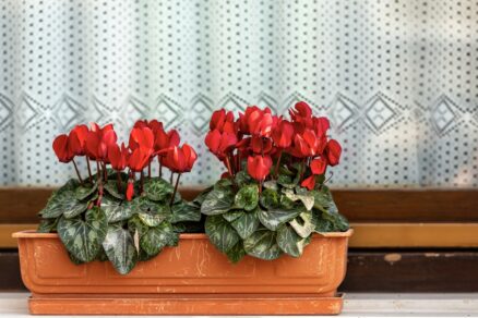 Cyklamén v kvetináči