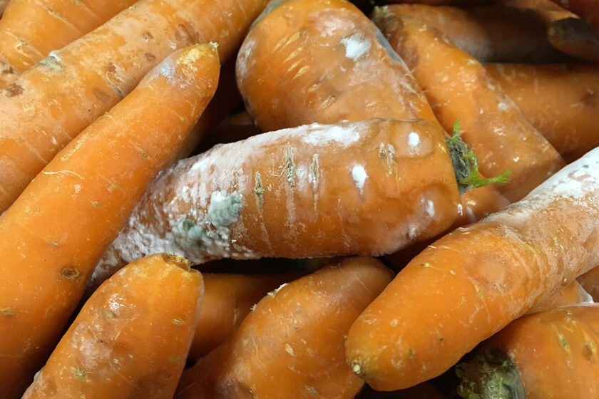 Plesnivá mrkva v pivnici