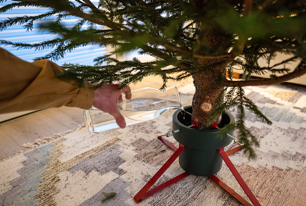 Zalievanie vianočného stromčeka