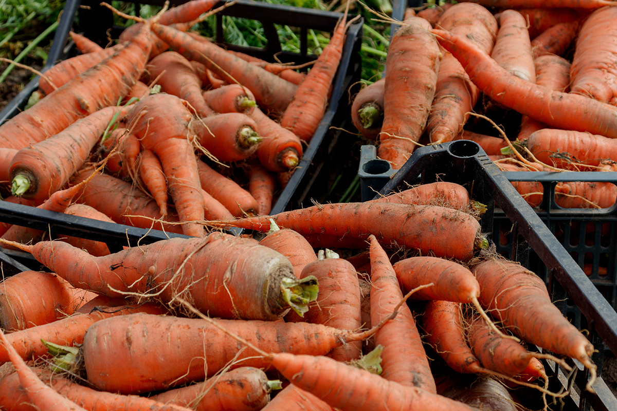 Подготовка моркови к хранению