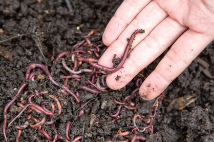 Kalifornské dážďovky vo vermikomposte