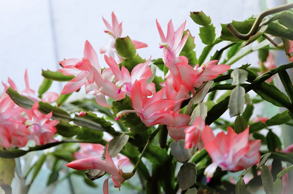 Vianočný kaktus (Schlumbergera truncata)