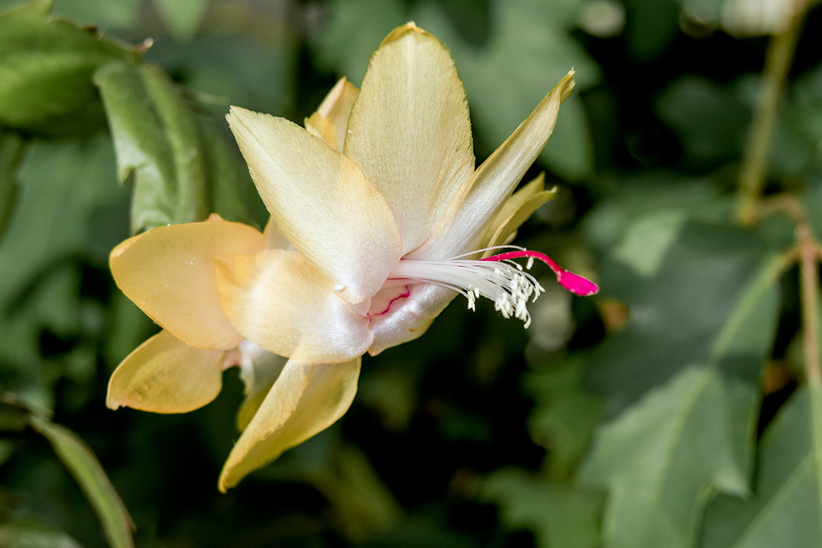 Vianočný kaktus (Schlumbergera truncata)