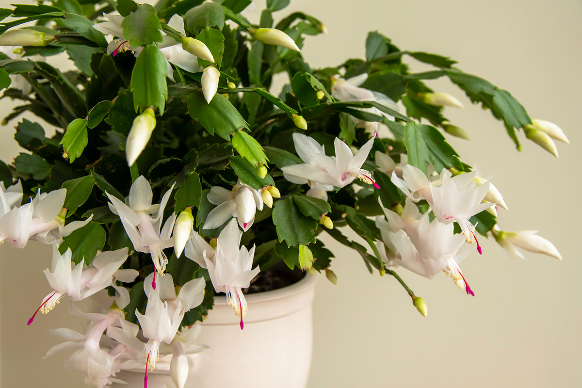 Vianočný kaktus (Schlumbergera truncata)