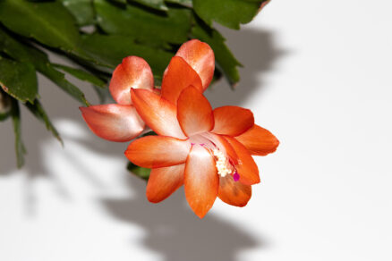 Vianočný kaktus (Schlumbergera truncata)