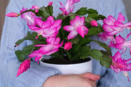 Vianočný kaktus (Schlumbergera truncata)