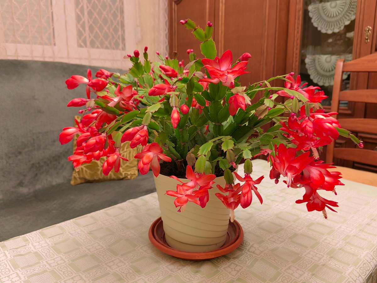 Рождественский кактус на столе