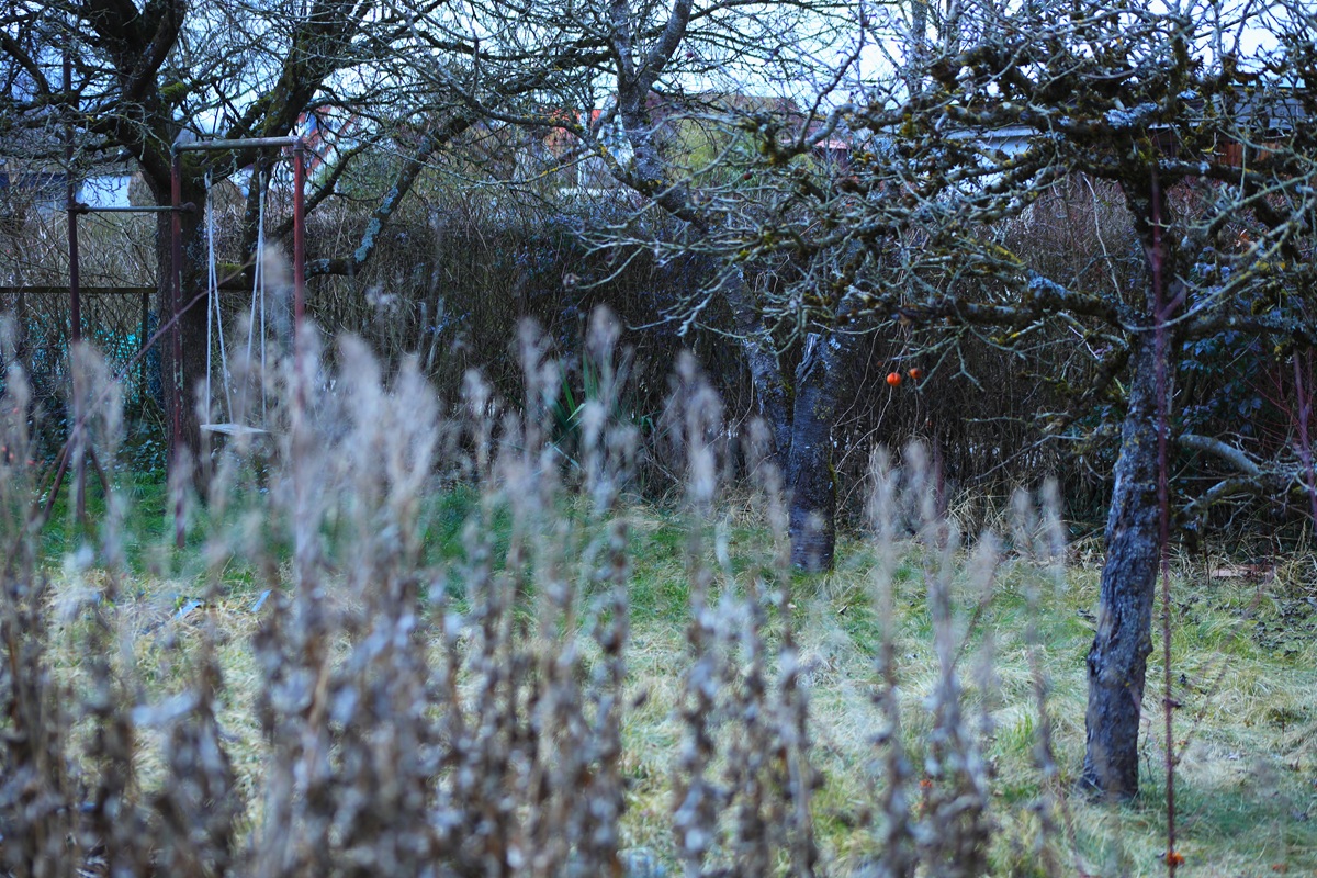 Сад без снежного покрова зимой