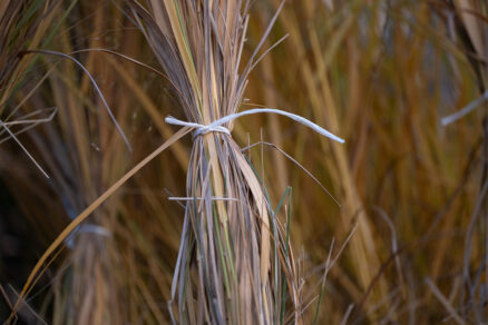 Zazimovanie okrasných tráv