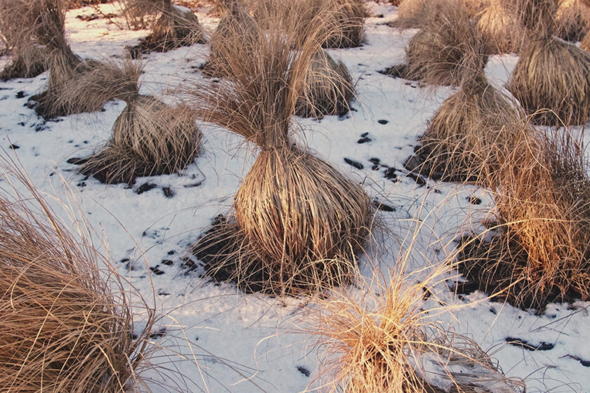 Zazimovanie okrasných tráv