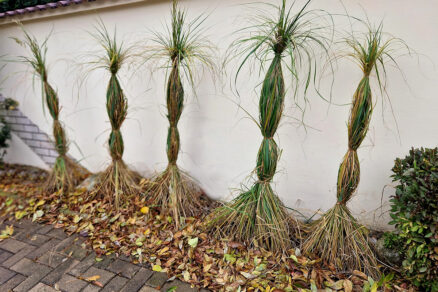 Zazimovanie okrasných tráv