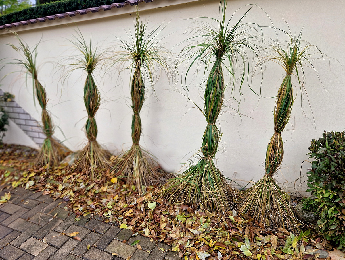 Zazimovanie okrasných tráv