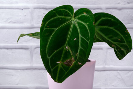 Škvrny a diery na listoch izbovej rastliny