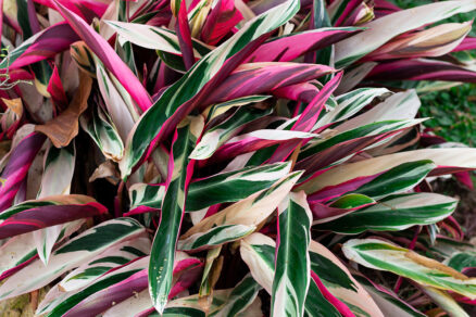 Skrútené listy na izbovej rastline