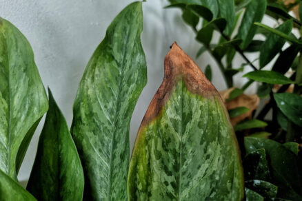 Hnedé miesta na listoch izbovej rastliny