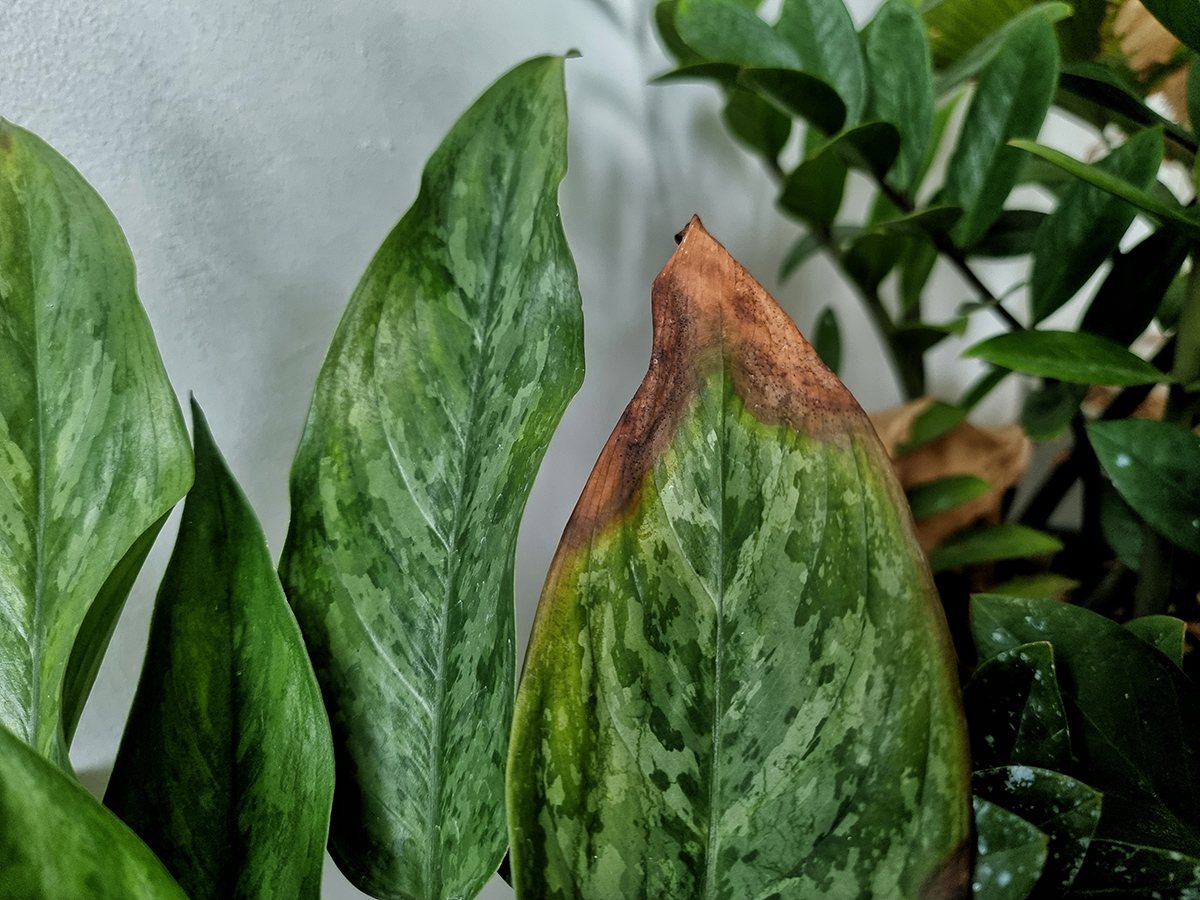 Hnedé miesta na listoch izbovej rastliny