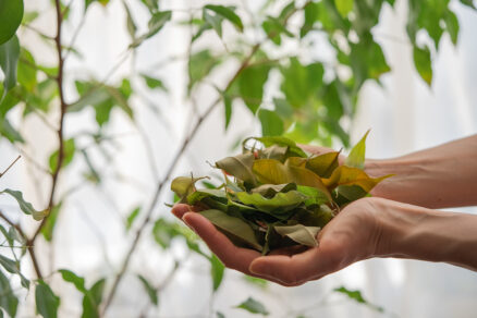 Opadané listy z izbovej rastliny
