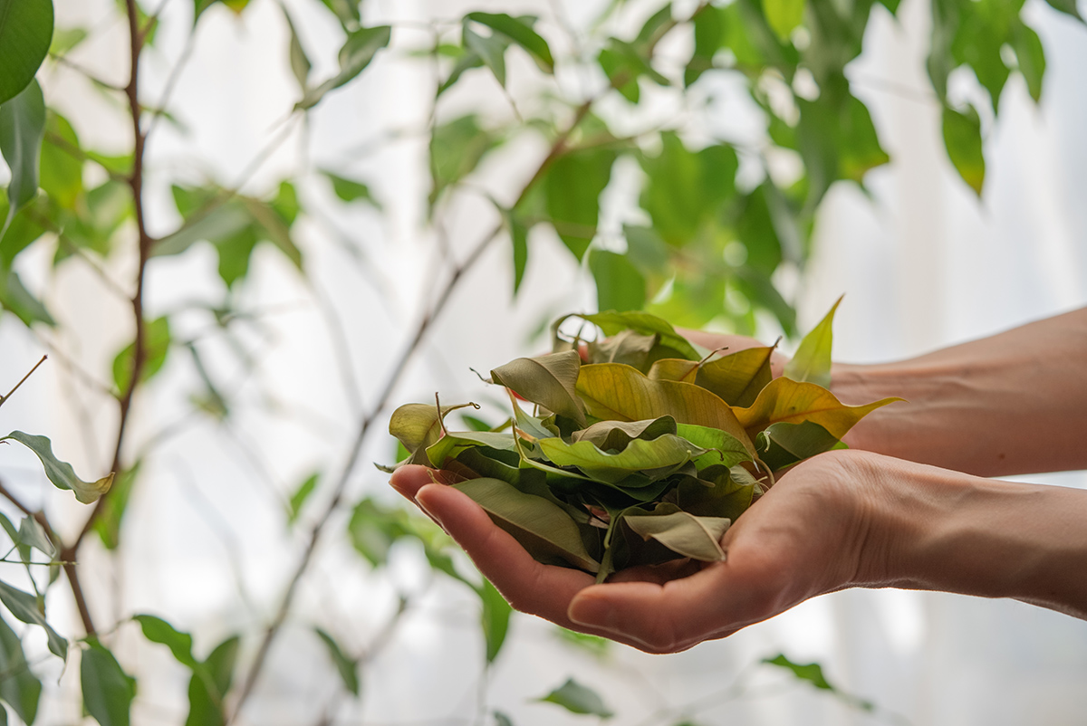 Opadané listy z izbovej rastliny
